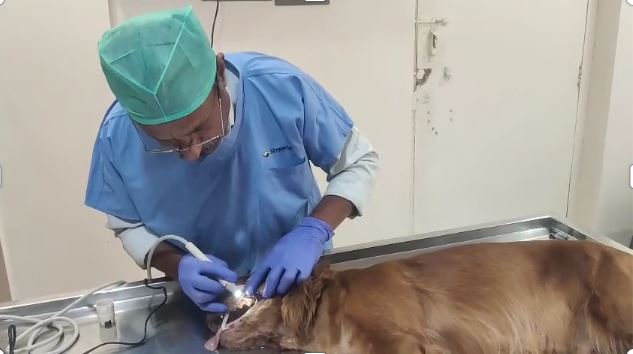 Sarvadnya Pet Care Unit veterinary clinic, Pune